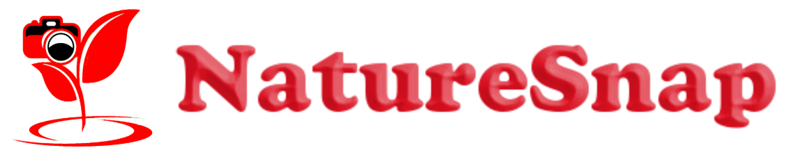 header-logo